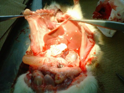 内臓全反転ラット