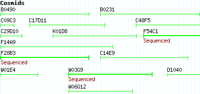 コスミド・マップ